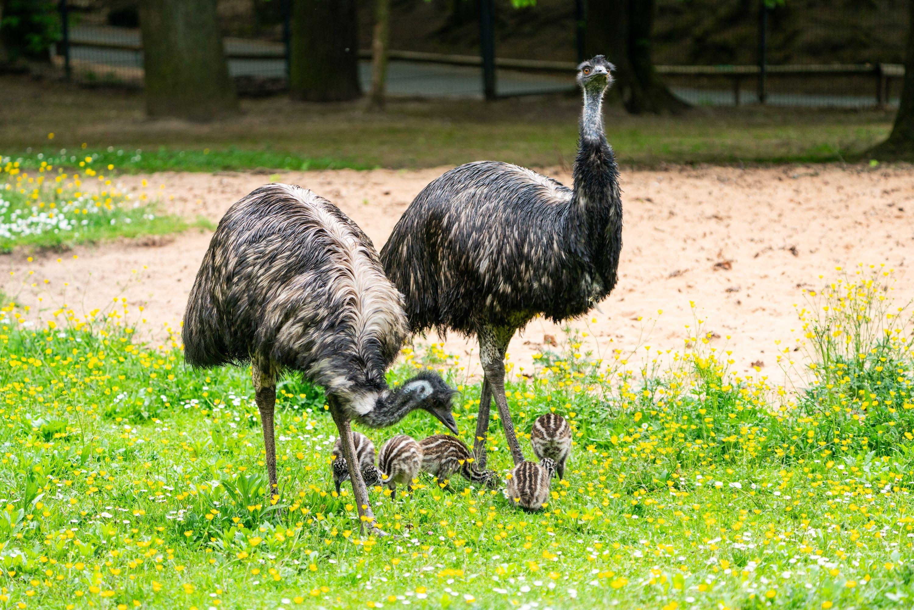 Nachwuchs bei den Emus