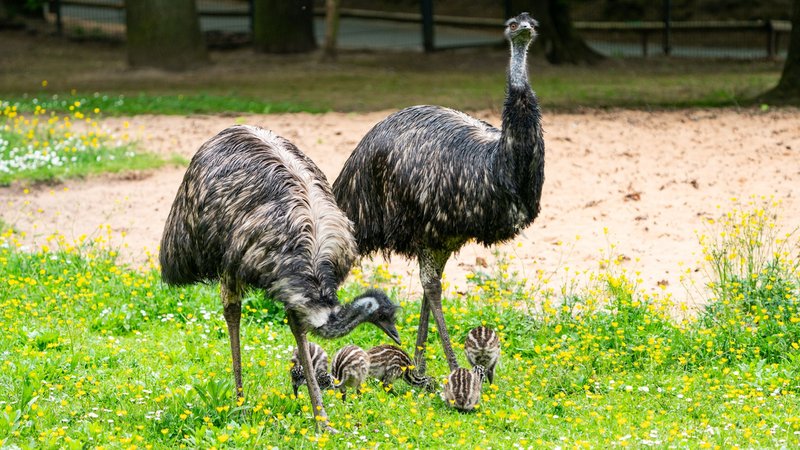 Nachwuchs bei den Emus