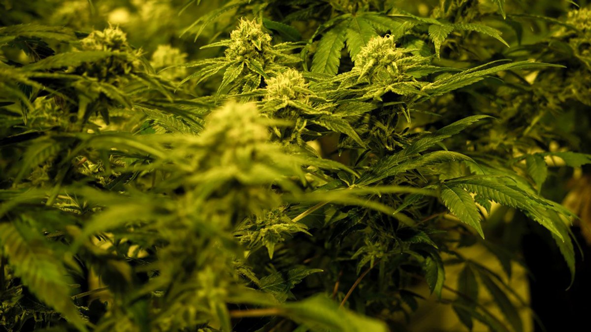 Nahaufnahme einer THC-haltigen medizinischen Cannabispflanze in einer Zuchtanlage des Schweizer Cannabisunternehmens TB Farming AG.