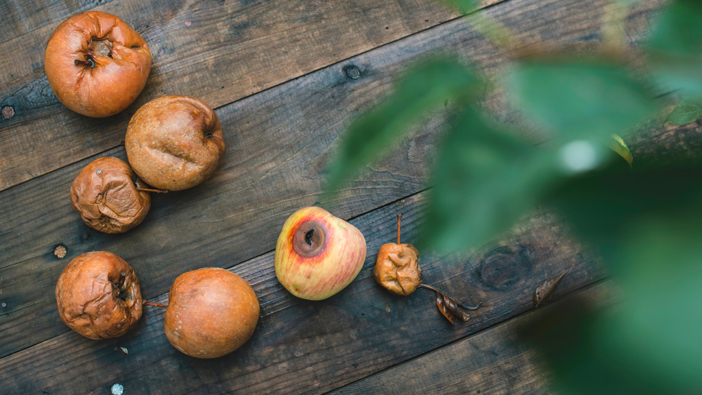 Verschrumpelte und halb vergammelte Äpfel liegen auf einem Holztisch.
