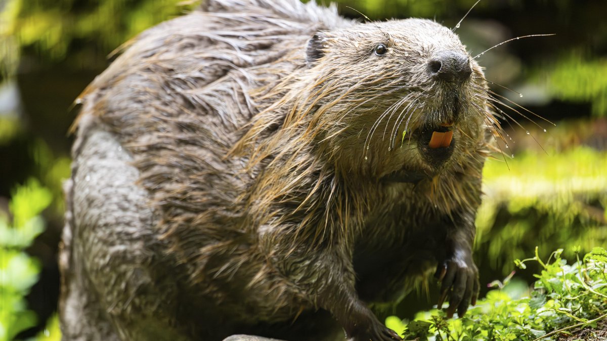 Abschuss, Ausland oder Kapitulation: Wie umgehen mit dem Biber?