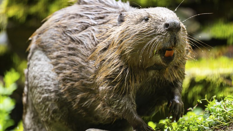 Eurasischer Biber (Castor fiber) | Bild: picture alliance / imageBROKER | David & Micha Sheldon Eurasischer Biber (Castor fiber)