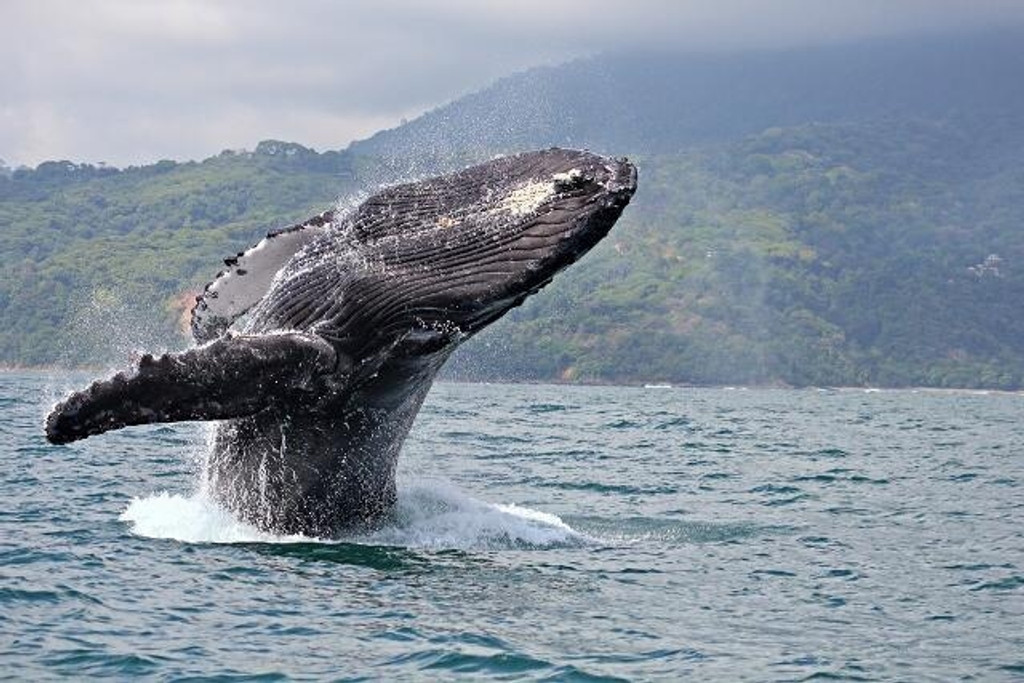 Ein riesiger Buckelwal taucht über der Wasseroberfläche auf.
