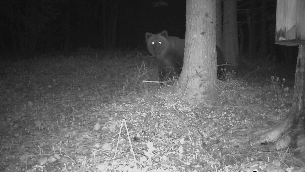 Im südwestlichen Landkreis Traunstein ist der Braunbär von einer Wildtierkamera fotografiert worden.