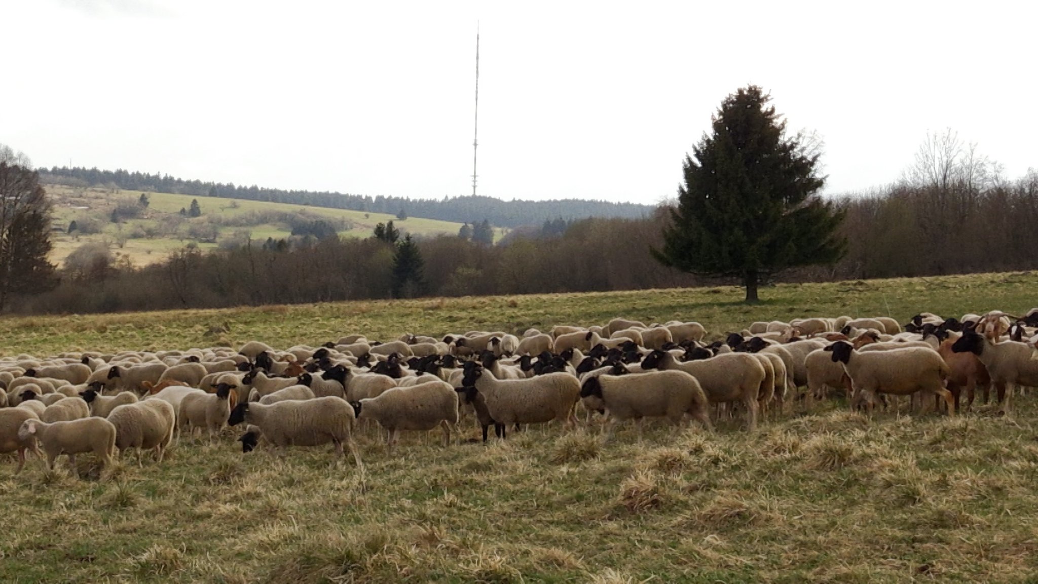 Rhönschafe grasen auf der Weide nahe der Hochrhönstraße