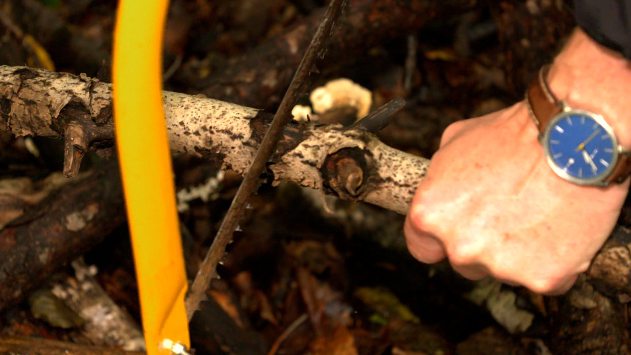 Holz sammeln im Wald: Was ist erlaubt, was ist verboten?