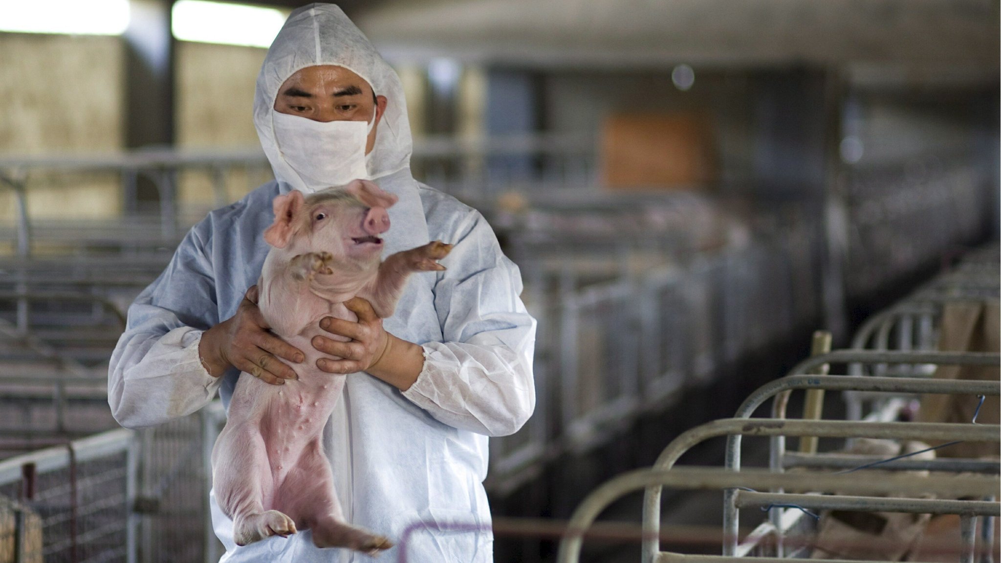 Mann im Schutzanzug hält Ferkel in der Hand