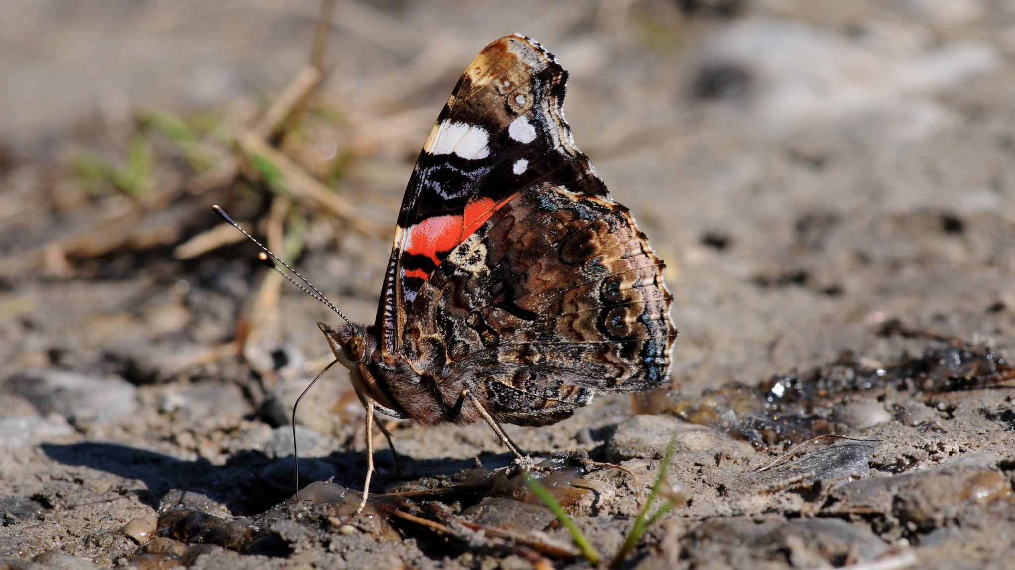 Admiral | Bild: LBV Admiral