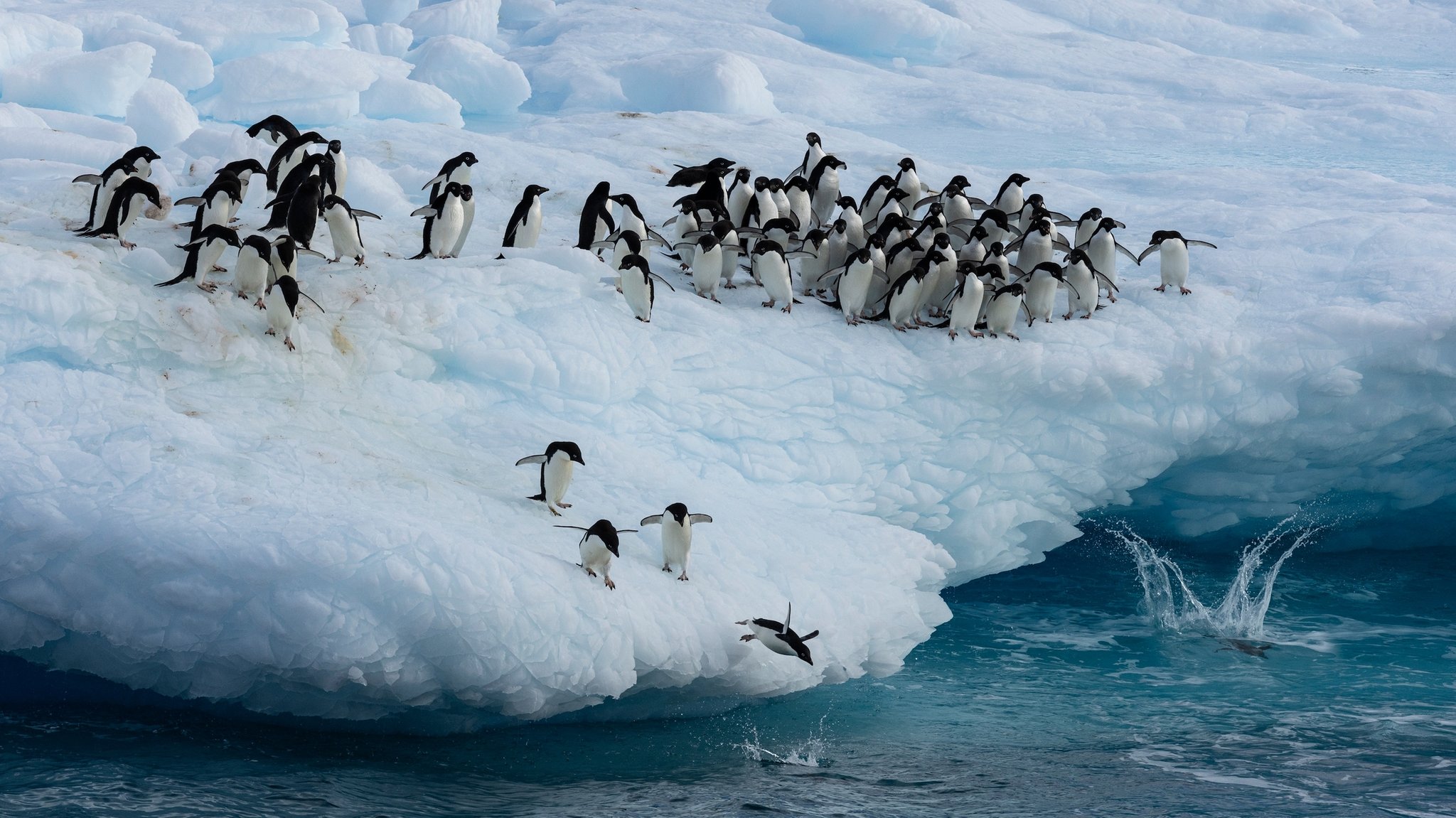 Kaiserpinguine im Weddellmeer. 