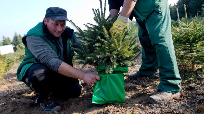 Kleiner Weihnachtbaum im Topf wird verpackt | Bild: Picture alliance/dpa Kleiner Weihnachtbaum im Topf wird verpackt