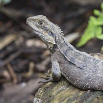 Lebende Fossilien - Von der Evolution vergessen | Bild: Colourbox.com/Curioso.Photography