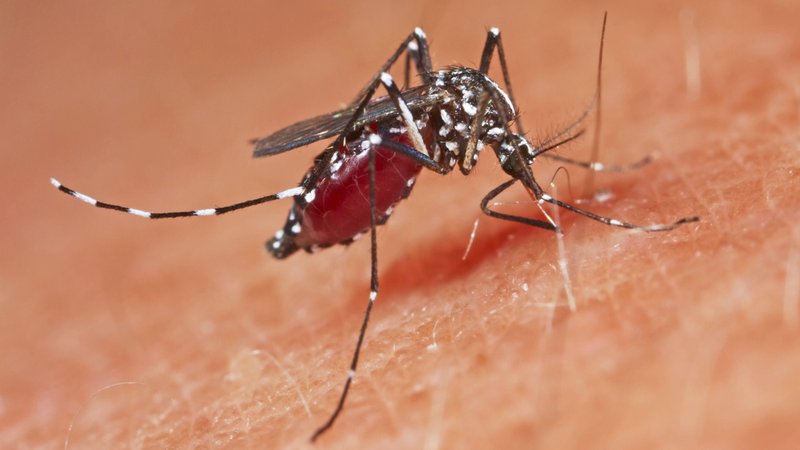 Eine Asiatische Tigermücke sitzt auf der Haut. | Bild: picture alliance / blickwinkel/H. Bellmann/F. Hecke | H. Bellmann/F. Hecker Eine Asiatische Tigermücke sitzt auf der Haut.