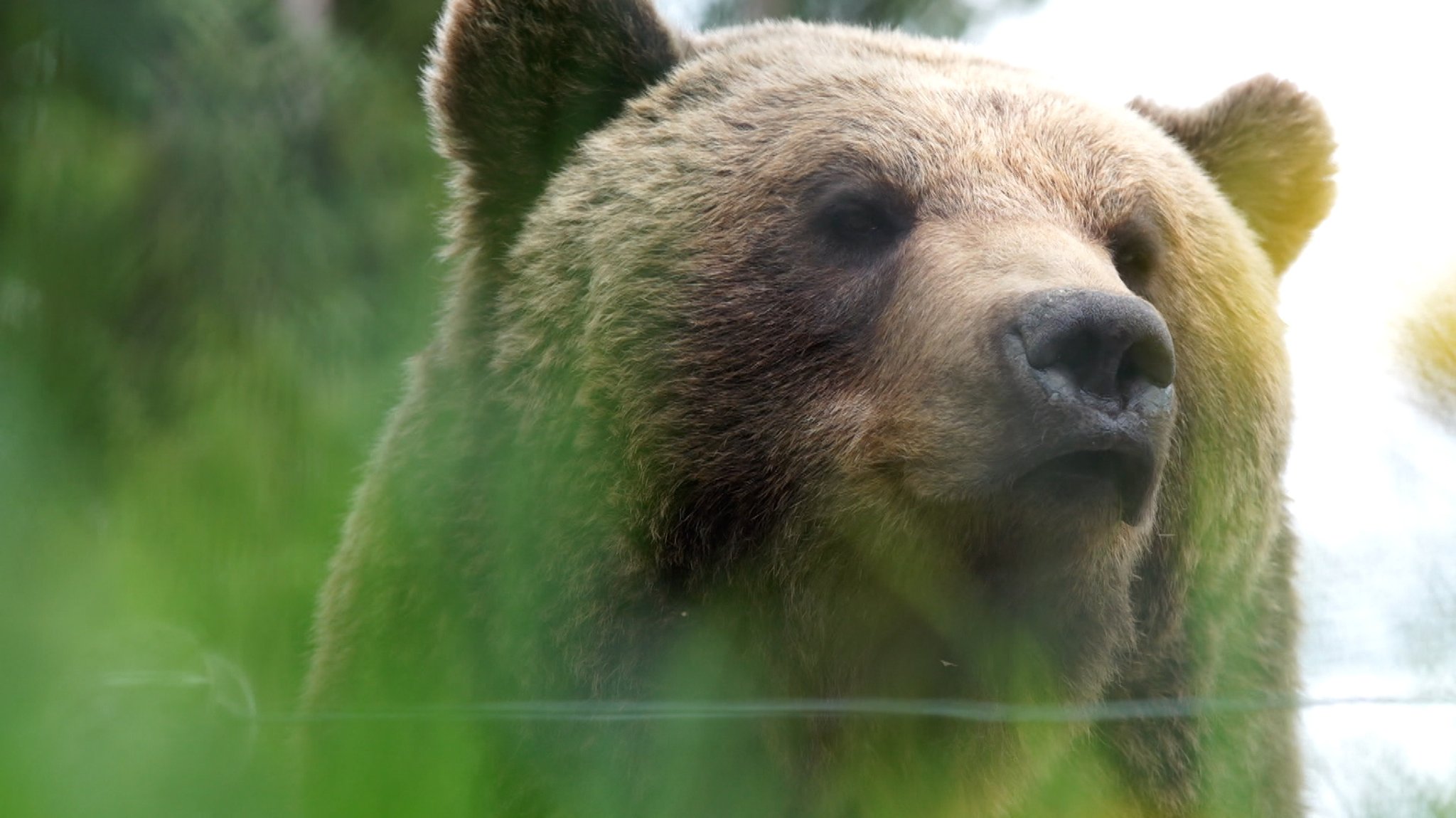 Ein Braunbär