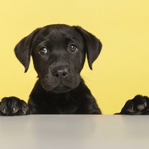 Beste Freunde? Oder warum Donald Trump keinen Hund hat | Bild: picture alliance / Zoonar | Elles Rijsdijk