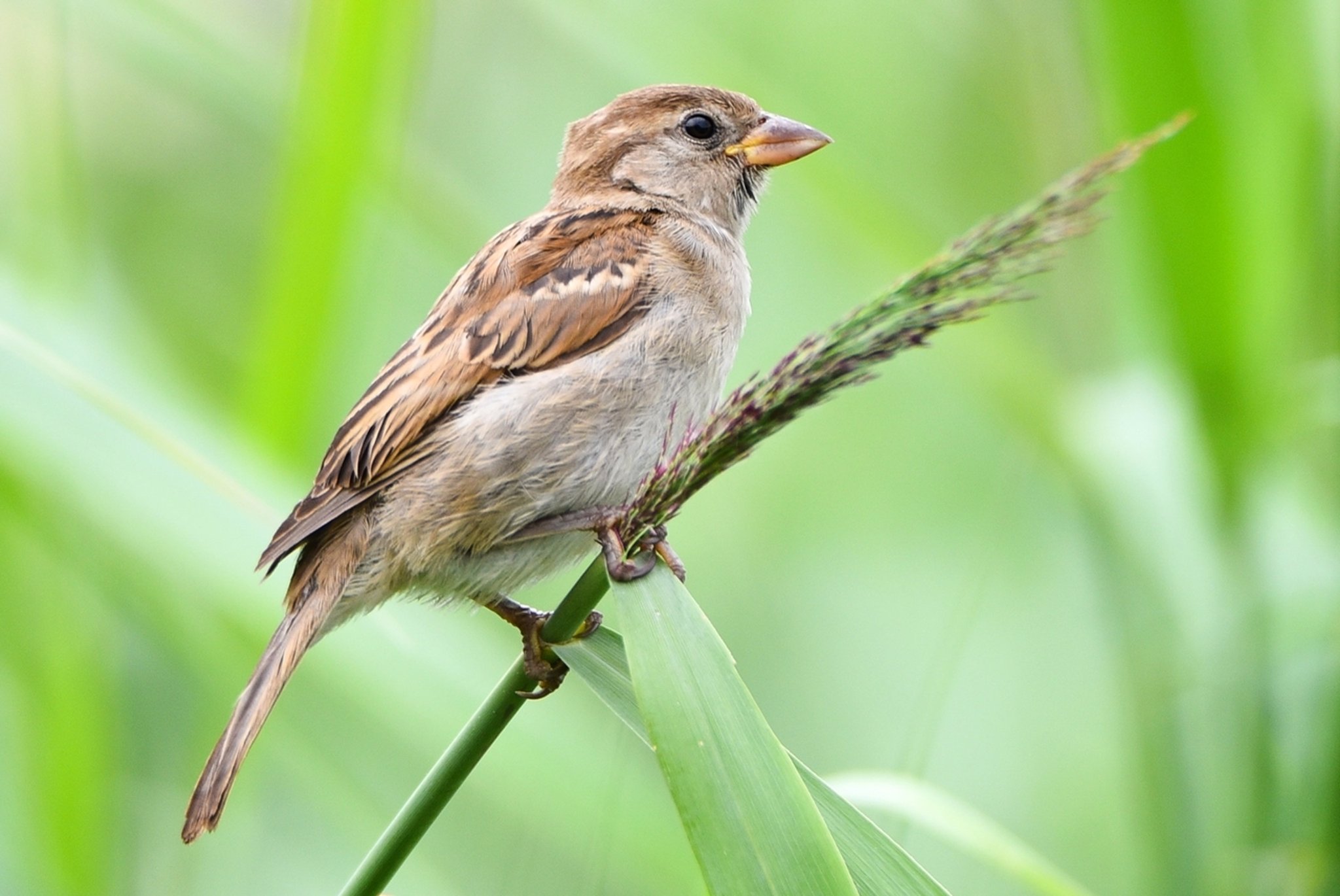 Spatz ist der Gewinner der Vogelzählung