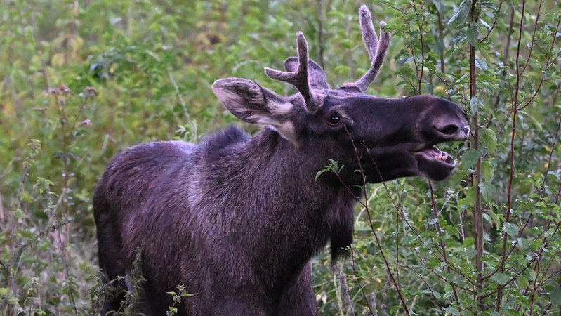 Elch "Emil" | Bild: pa/HELMUT FOHRINGER / APA / picturedesk.com Elch "Emil"
