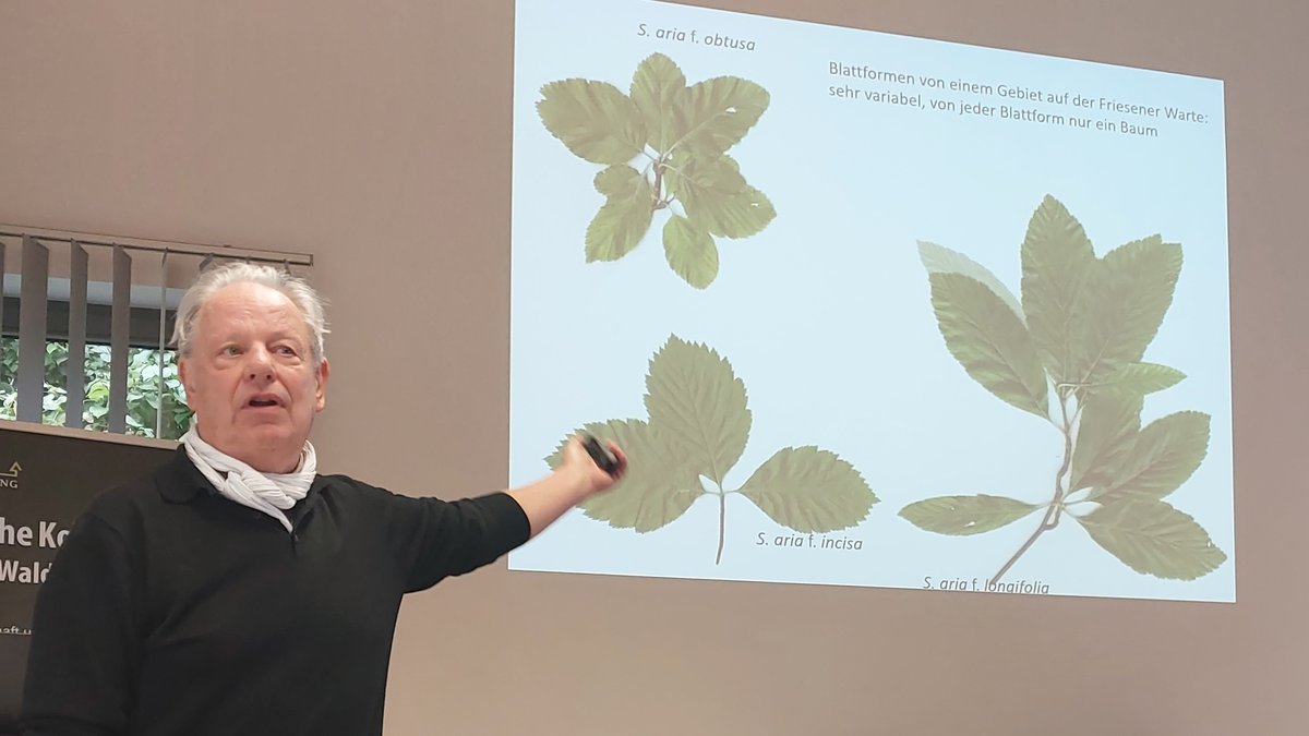 Ein Mann hält eine Präsentation. An der Wand hinter ihm ist eine Projektion verschiedener Blätter zu sehen. 