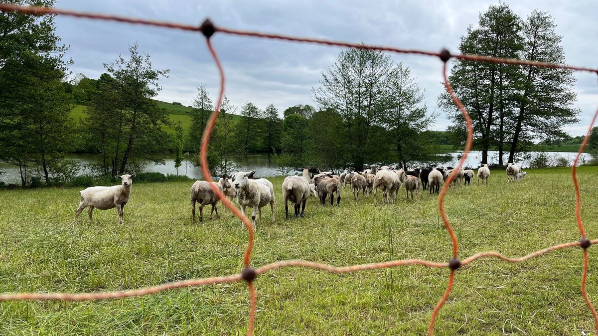 Die Schafe von Tierhalter Jürgen Lukasch auf ihrer Weide bei Belzheim. 