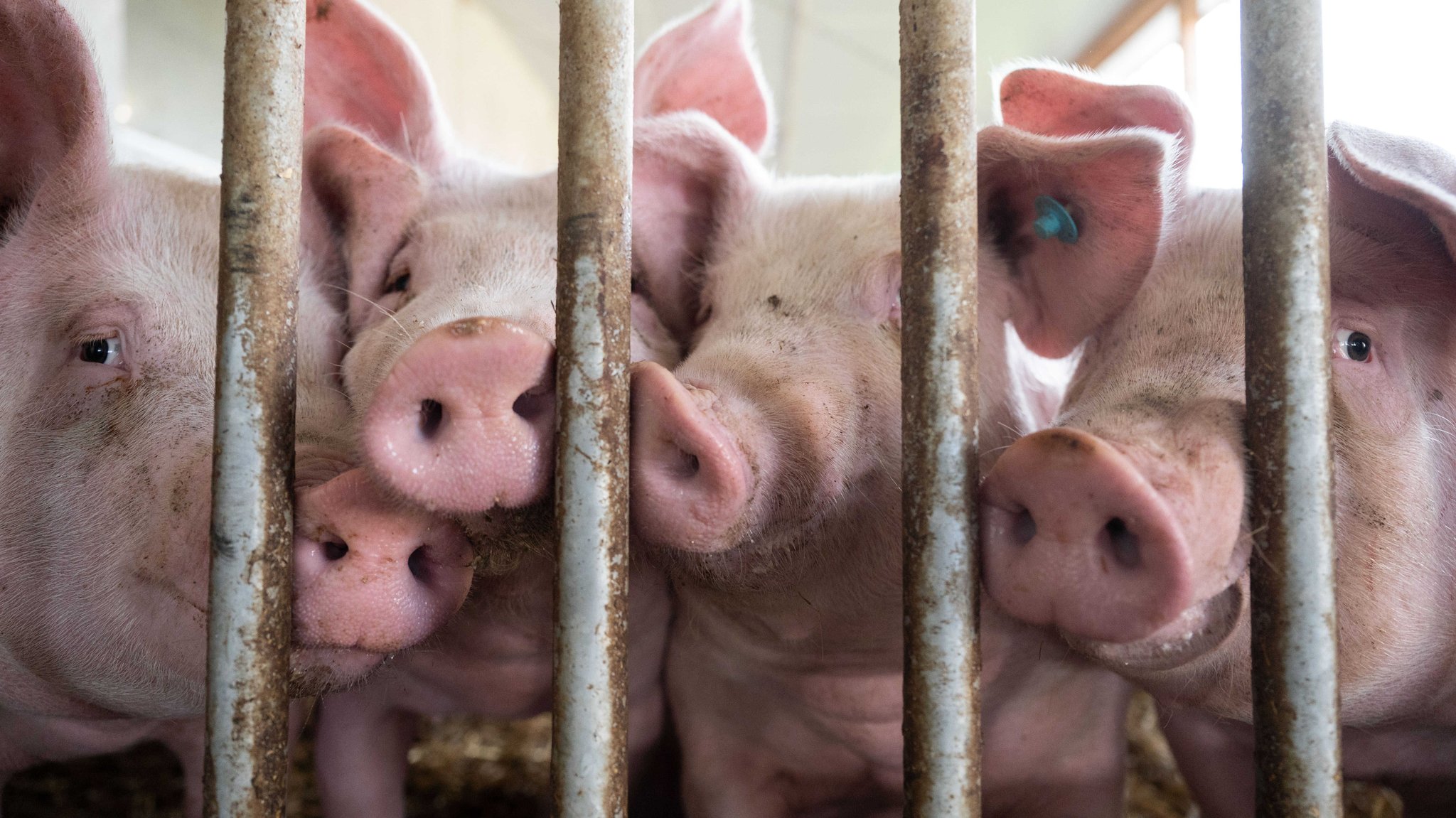 Schweine stehen in einem Schweinestall | Bild: dpa-Bildfunk/Marijan Murat Schweine stehen in einem Schweinestall