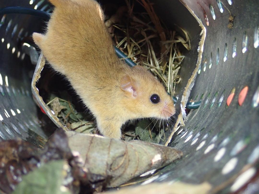 Eine Haselmaus in einer Röhre