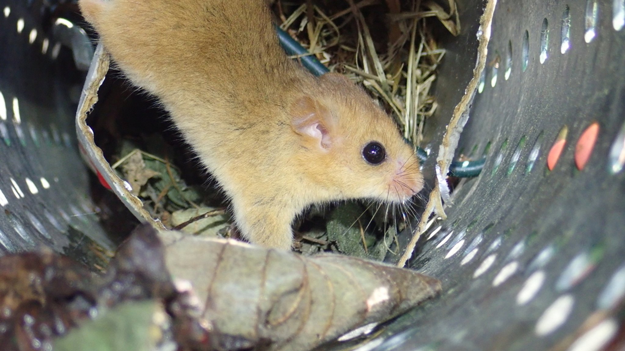 Eine Haselmaus in einer Röhre