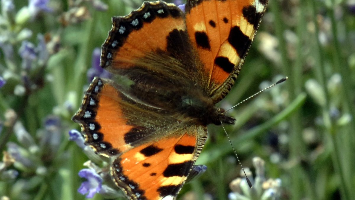 Schmetterling der Art "Kleiner Fuchs" auf einer blauen Lavendelblüte.