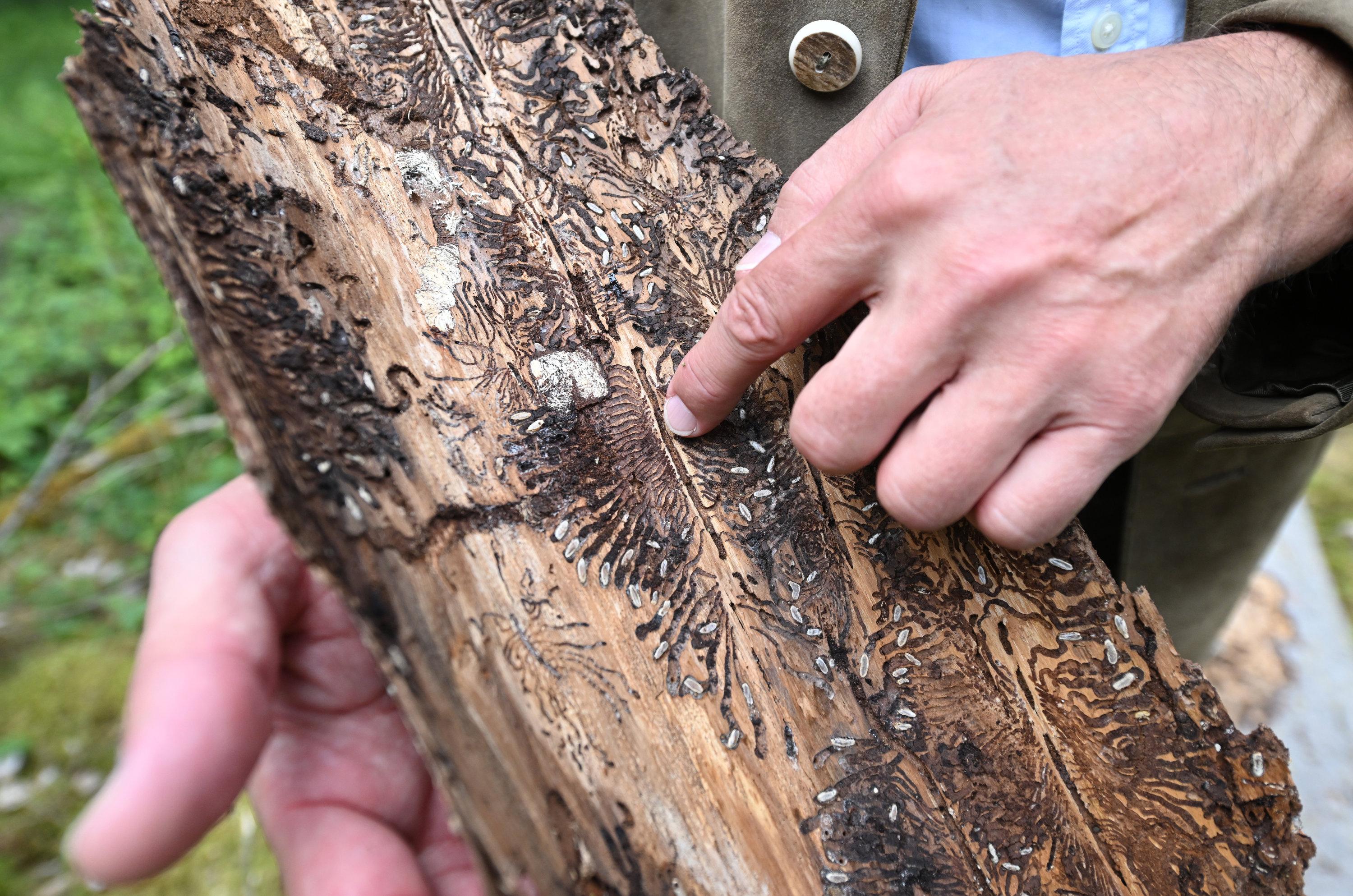 Borkenkäferspuren unter der Rinde eines gefällten Baums.