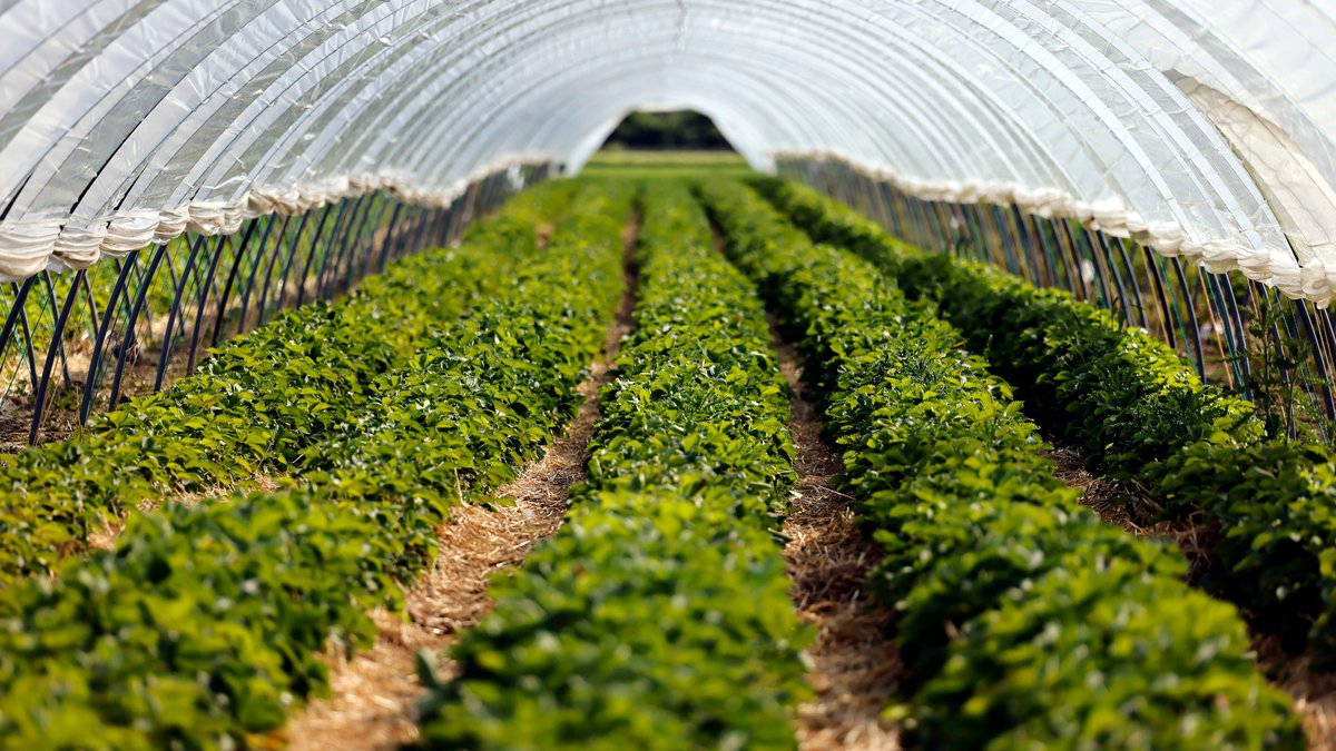 Umweltschützer warnen vor Pestizidbelastung bei Erdbeeren
