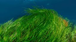 Eine Seegraswiese in der Ostsee bewegt sich sanft im Wellengang. | Bild:picture alliance / imageBROKER | Andrey Nekrasov