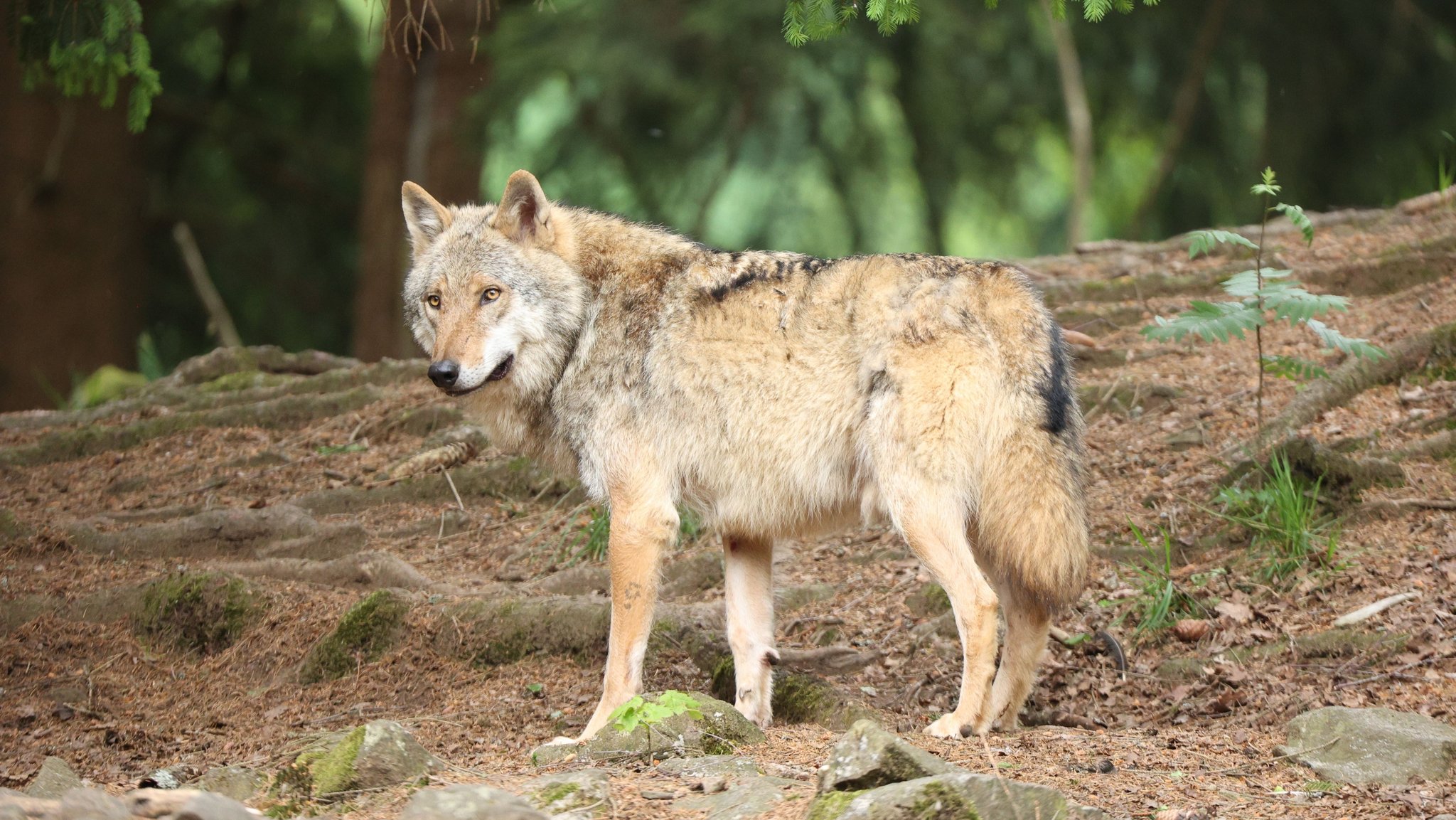 Symbolbild: Eurasischer Wolf in einem Wald. | Bild: stock.adobe.com/Scheid Symbolbild: Eurasischer Wolf in einem Wald.