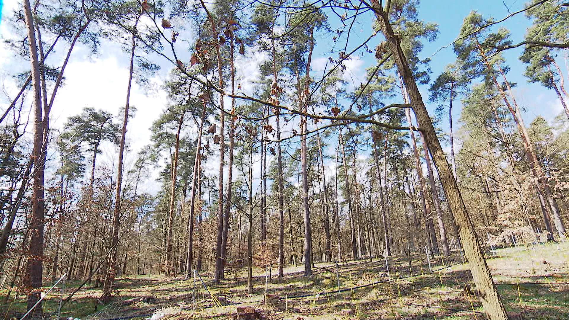 Vor allem den Wäldern macht die Trockenheit zu schaffen.