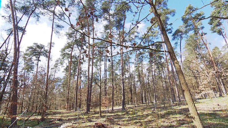 Vor allem den Wäldern macht die Trockenheit zu schaffen. | Bild: BR Vor allem den Wäldern macht die Trockenheit zu schaffen.