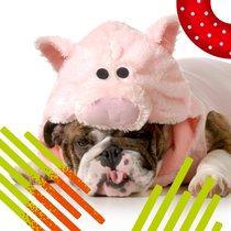 Gewohnheiten ändern – Wie wir den inneren Schweinehund überwinden | Bild: IMAGO / Panthermedia/ Bildmontage BR