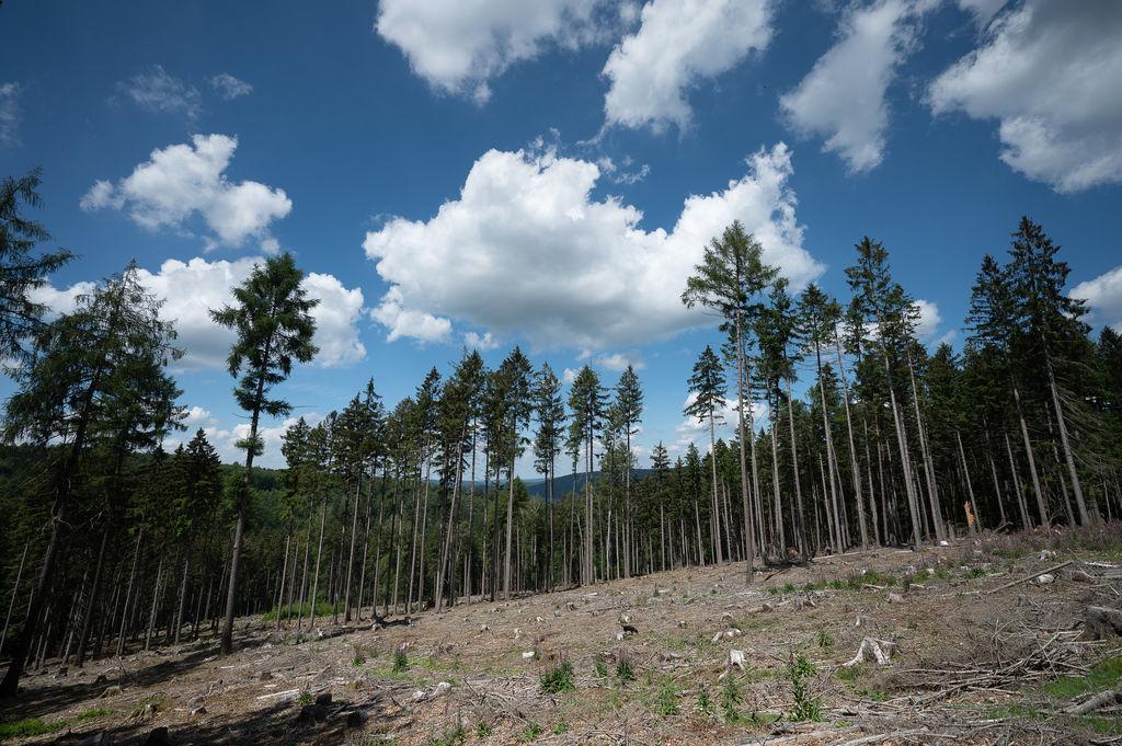 Zukunftswald: Neues Leben Durch Nachhaltige Aufforstung | BR24