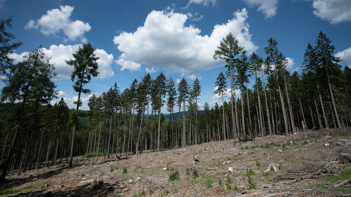 Trockene Bäume liegen in einer kahlen Stelle im Spessart, die durch Käferbefall, Trockenheit und Sturmschäden entstanden ist. 