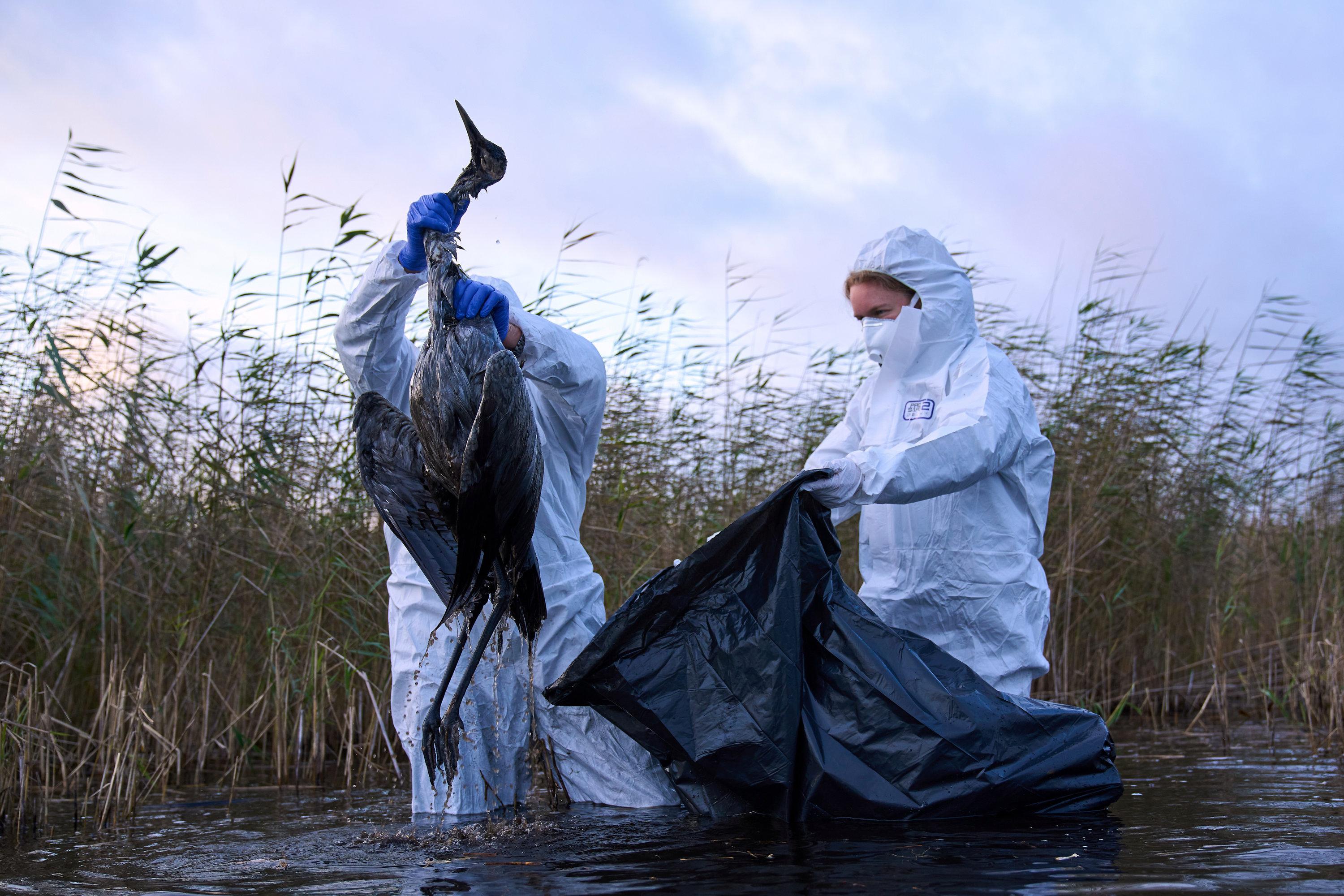 Umweltarbeiter in Brandenburg sammeln die Kadaver von Vögeln, die an der Vogelgrippe verendet sind, aus einem See. Auch in Bayern nehmen die Vogelgrippe-Infektionen zu.