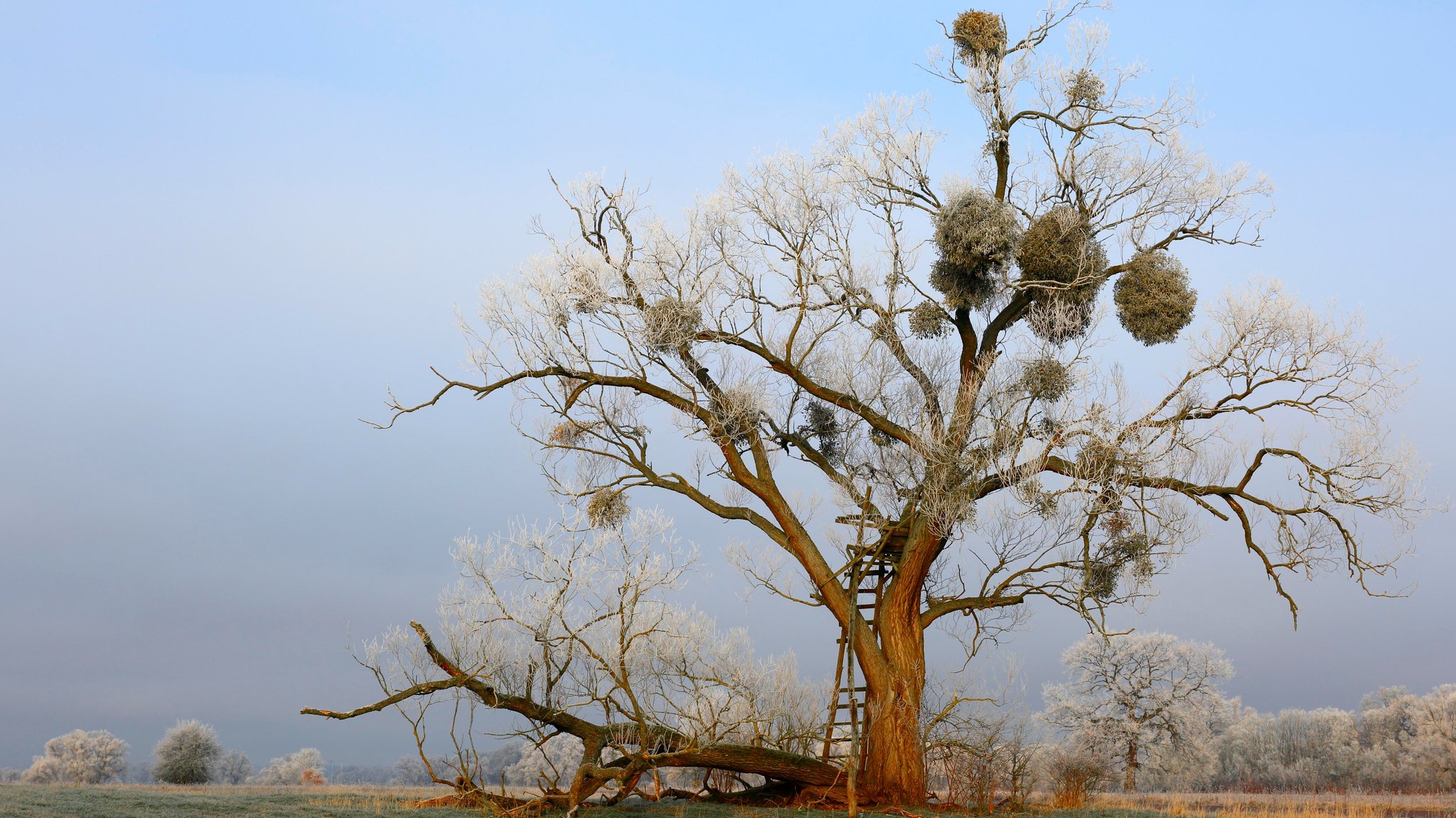 Ein kahler Baum mit diversen Misteln im Geäst