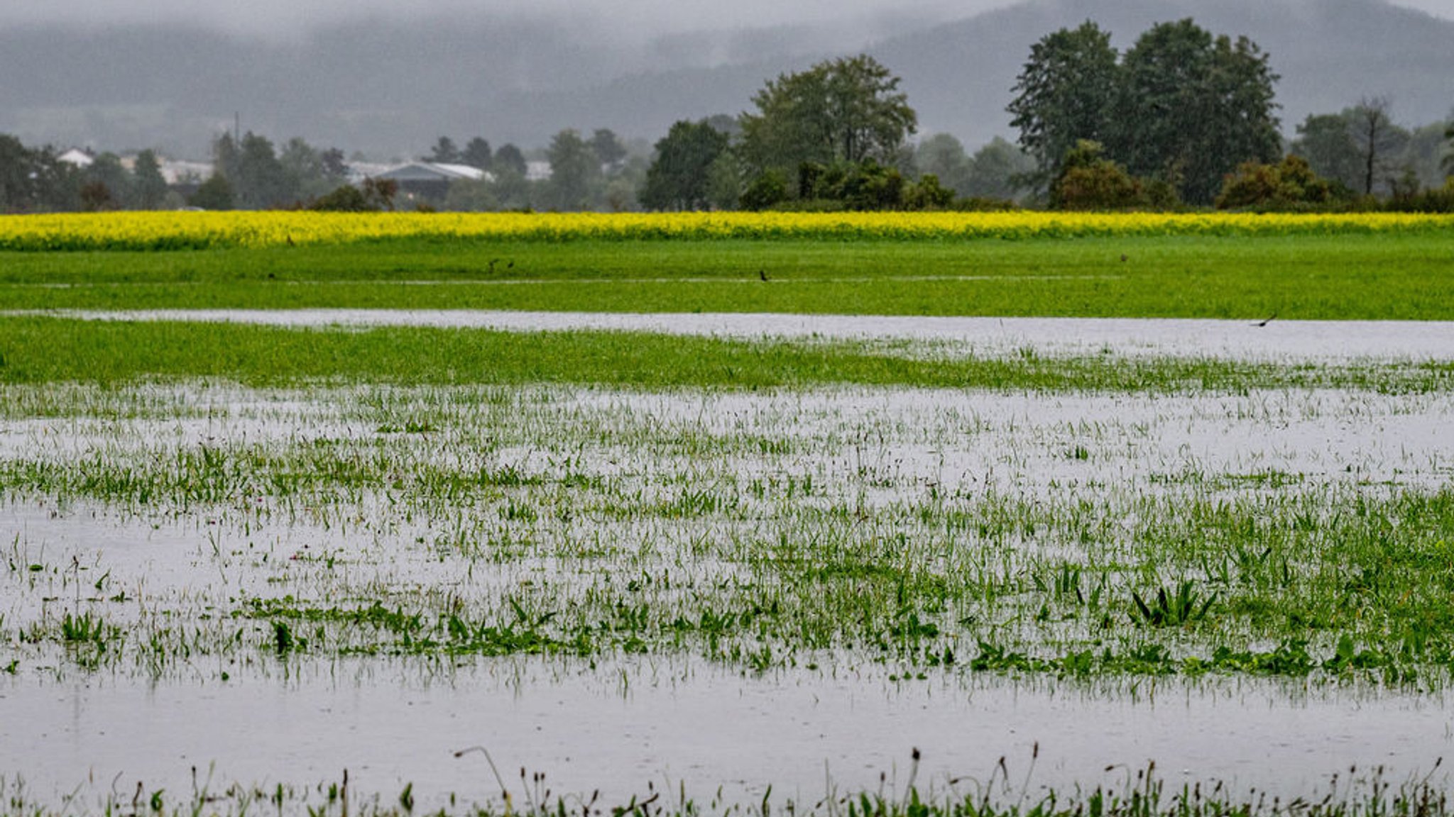  Eine Wiese ist teilweise vom Hochwasser des Flusses Regen überschwemmt.