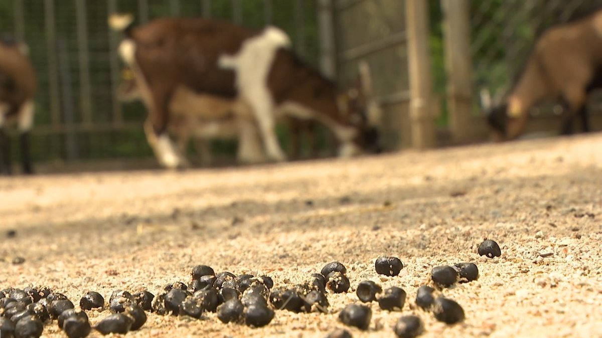Ziegen stehen in einem Gehege im Hofer Zoo, im Vordergrund liegt Tiermist auf dem Boden.