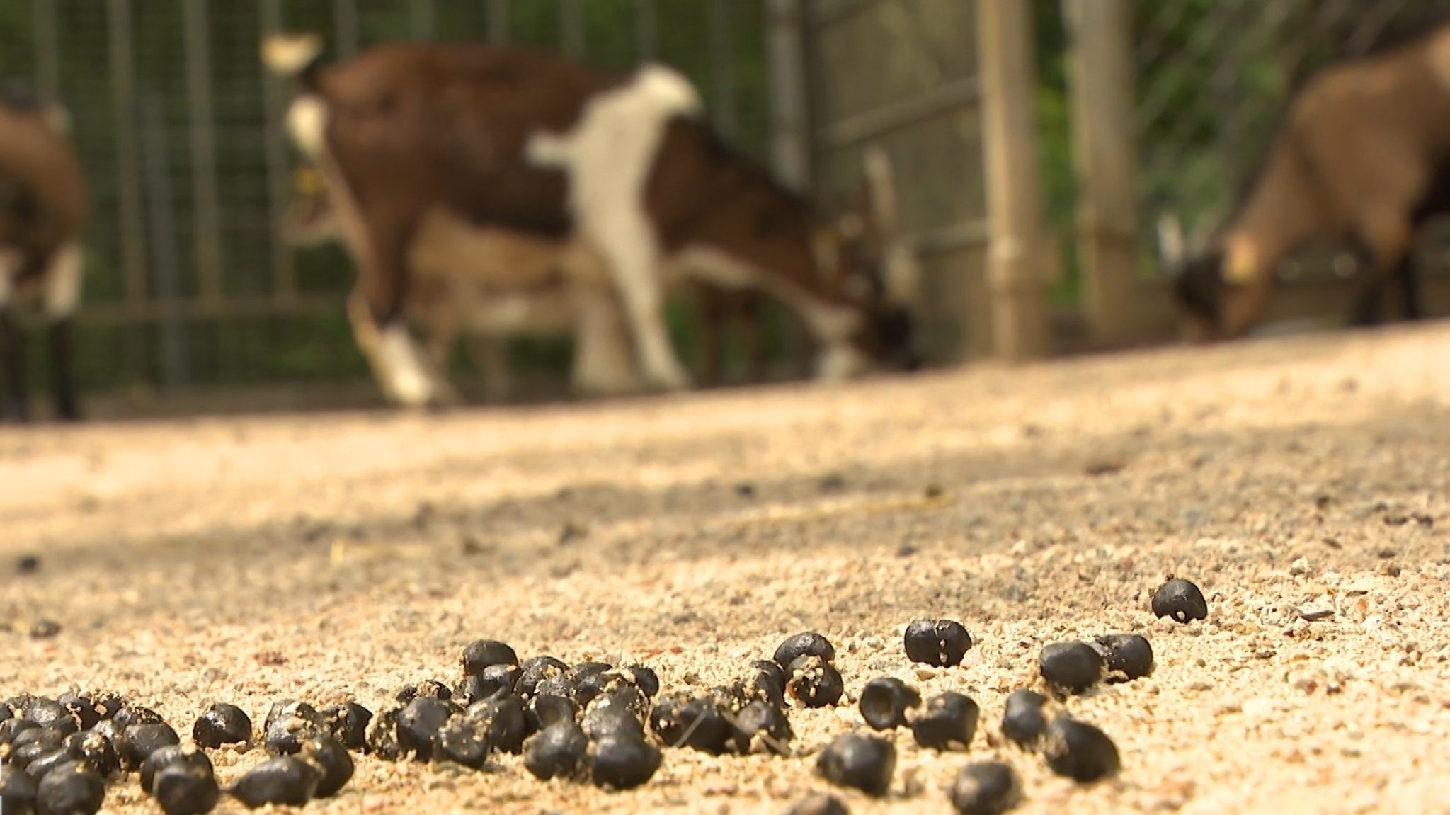 Ziegen stehen in einem Gehege im Hofer Zoo, im Vordergrund liegt Tiermist auf dem Boden.