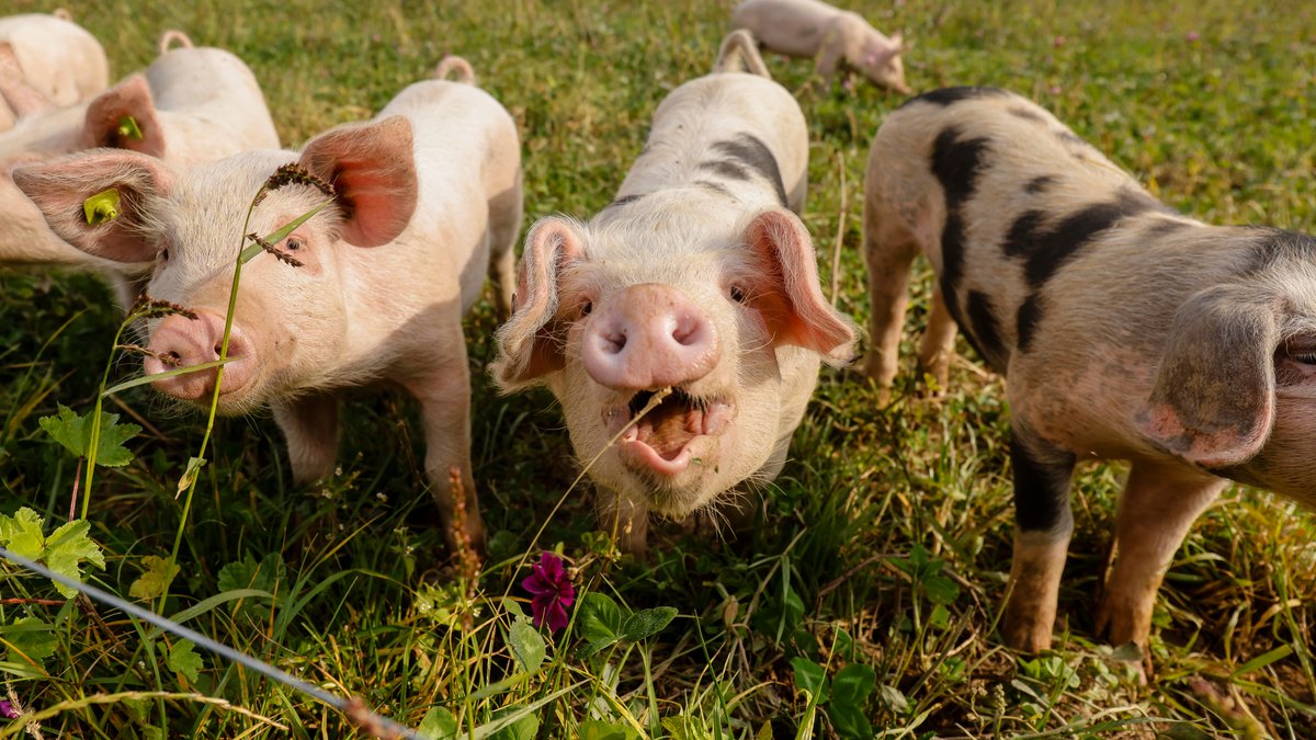 Afrikanische Schweinepest erstmals bei Hausschweinen entdeckt