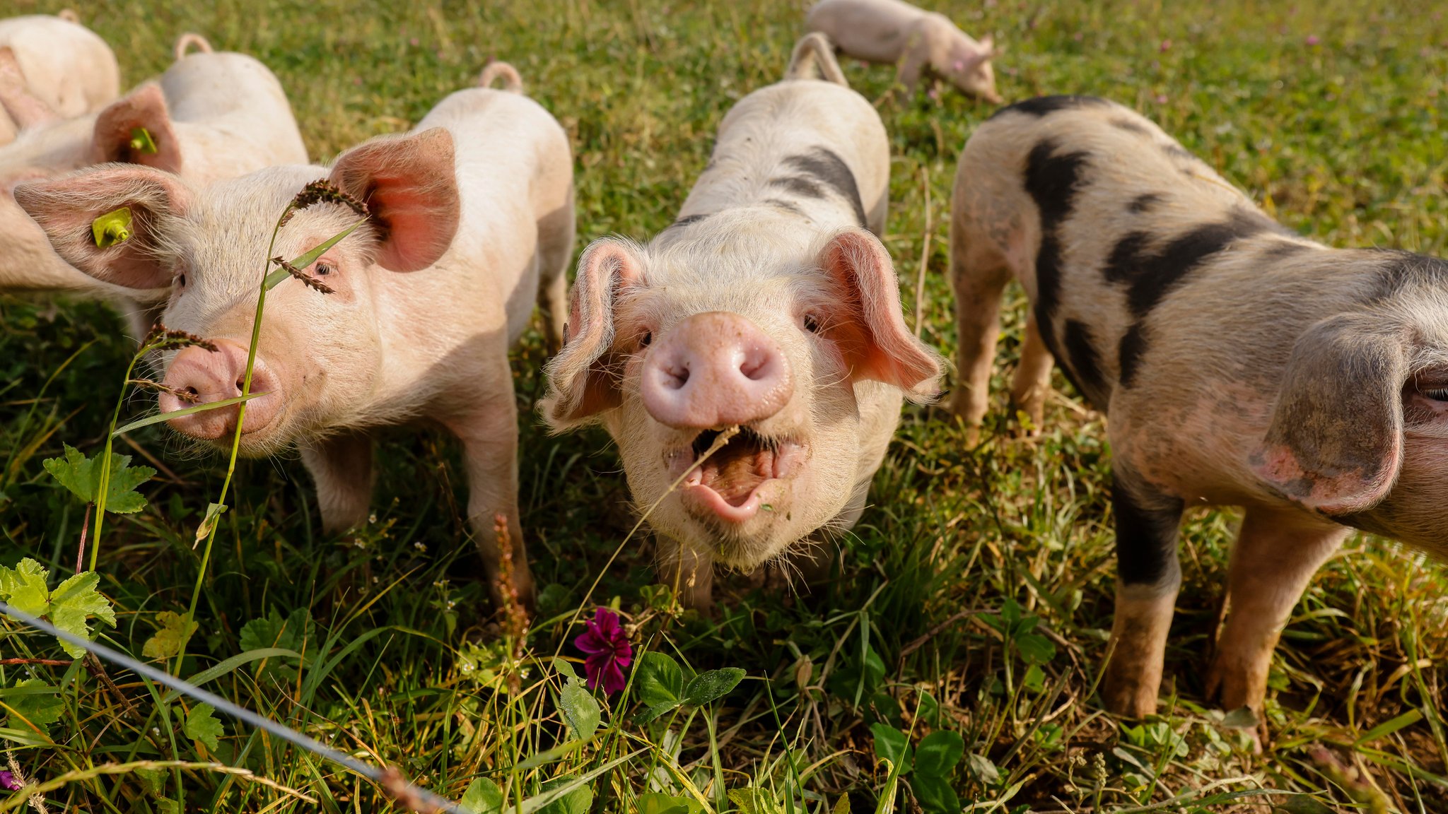 Kamp-Lintfort, Nordrhein-Westfalen, Deutschland - Oekolandbau NRW, Bioschweine, Weideschweine, Freilandschweine leben auf dem Bioland Bauernhof Frohnenbruch ganzjaehrig im Freien auf der Wiese, als Wetterschutz gibt es lediglich einen offenen Unterstand.