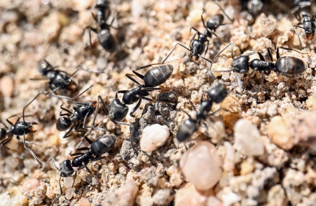Am Bordstein einer Straße krabbeln Ameisen. 