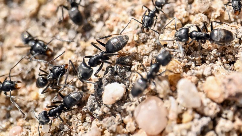 Am Bordstein einer Straße krabbeln Ameisen. | Bild: dpa-Bildfunk/Uli Deck Am Bordstein einer Straße krabbeln Ameisen.