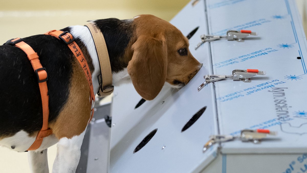 Die Beagle-Hündin Djaka sucht mit ihrem Geruchssinn coronapositive Proben in der tierärztliche Hochschule Hannover.