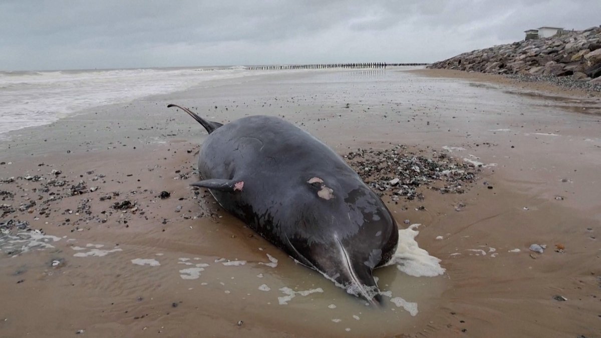 Ein Wal liegt am Strand nahe der französischen Stadt Calais.