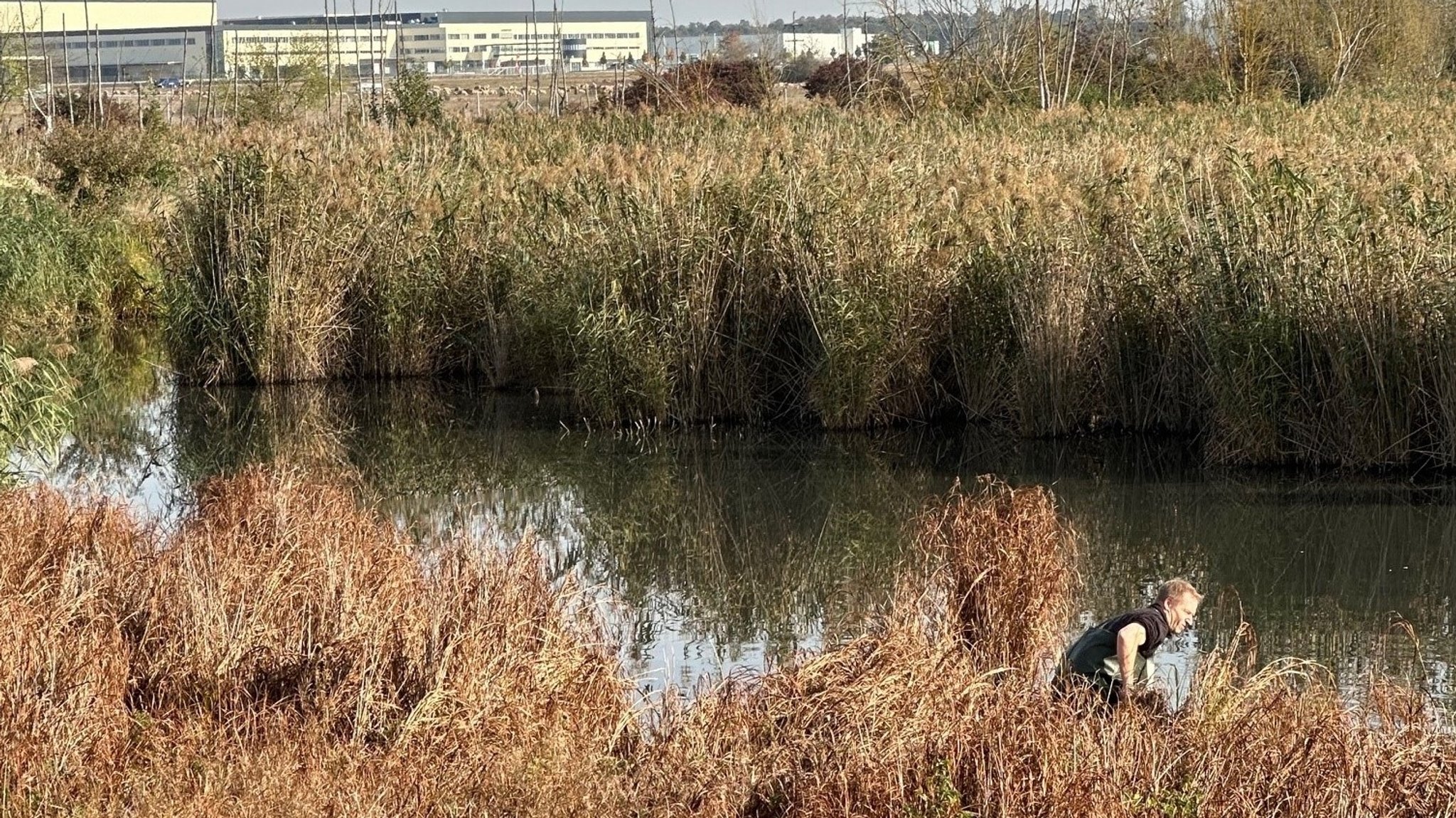 Flaches Gewässer mit vielen Pflanzen, im Hintergrund Industriegebäude