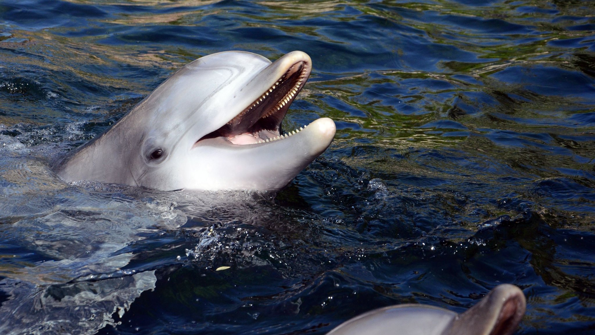 Delfinweibchen Dörte schwimmt in einem Becken des Nürnberger Tiergartens.