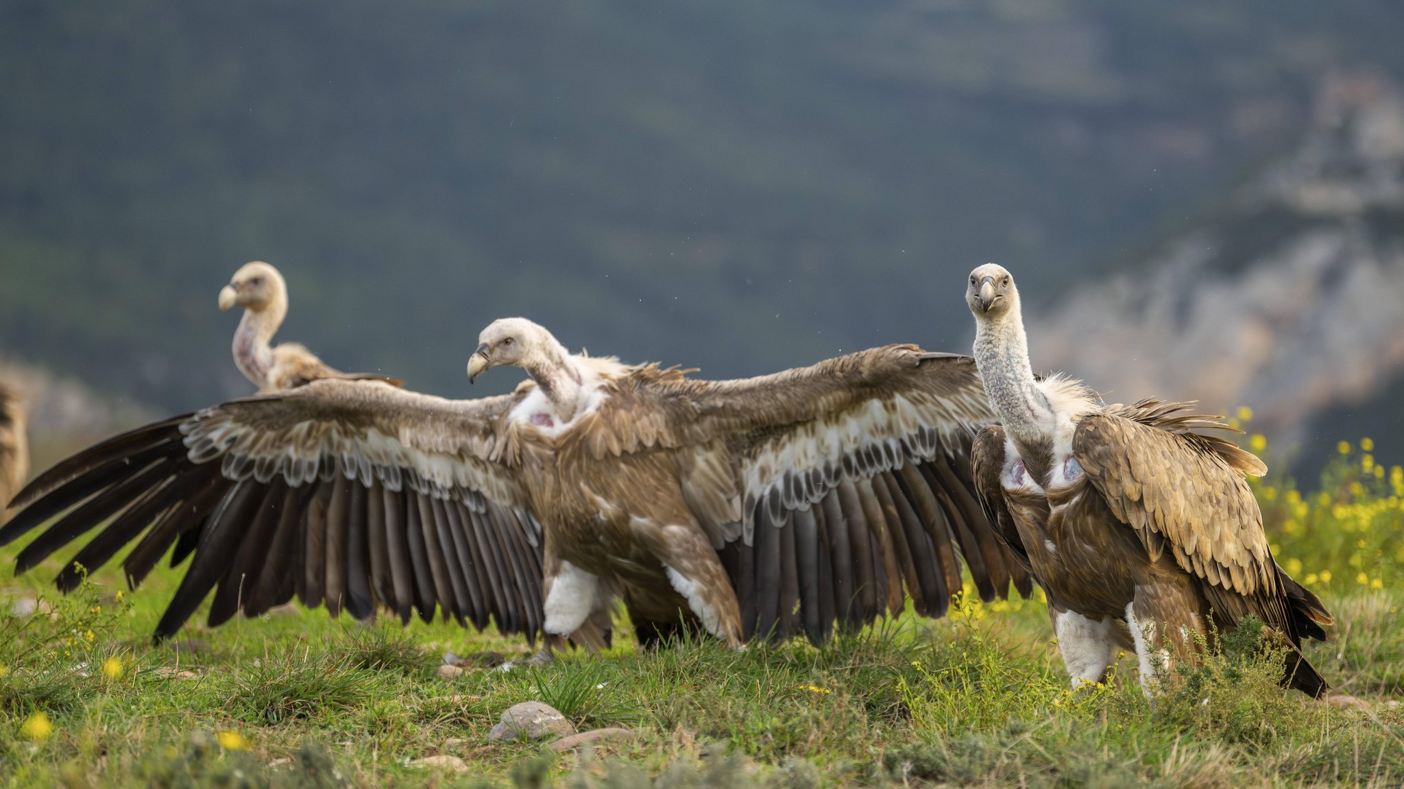 Gänsegeier im Herbst in den spanischen Pyrenäen | Bild: picture alliance / imageBROKER | David & Micha Sheldon Gänsegeier im Herbst in den spanischen Pyrenäen