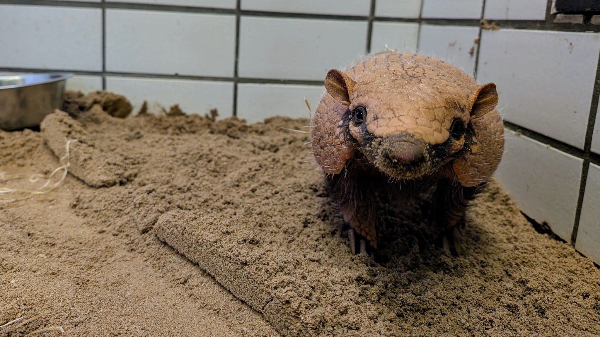 Neues Gürteltier für Hofer Zoo: "Loompa" hat große Aufgabe